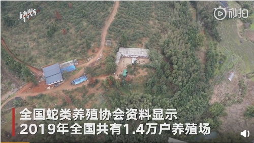新京报 | 养蛇户囤积6000条蛇不...