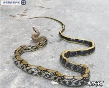 广西贺州惊现两米长蛇！还好是无毒菜花...