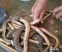 长沙男子家中杀蛇销售被举报！宁乡市森...