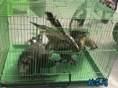 四川一养蛇户存大量猪肺蛇却不吃怎么回...