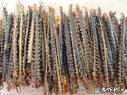 蜈蚣价格,2020年中药材蜈蚣多少钱一斤?