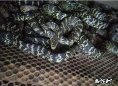 养殖1000条大王蛇成本？