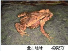 盘古蟾蜍！这种“老毒物”杀伤力不逊毒...