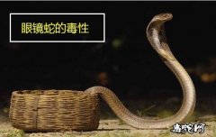 眼镜蛇的毒性有多大？