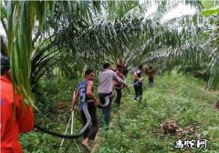 眼镜王蛇大战蟒蛇！泰国喀比府棕榈地中...