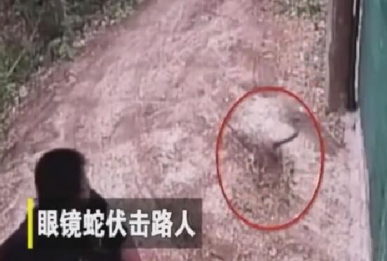 吓我一跳！泰国男子骑车遭到眼镜蛇伏击...