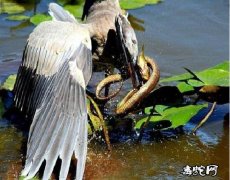 苍鹭吃蛇图片大全、连黄鼠狼、野兔也吃...