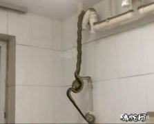 合肥一市民热水器出现“大蟒蛇”！吓得...