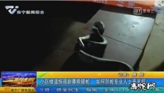 南宁小区楼道惊现眼镜蛇！生态好毒蛇也...