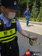 南京学校操场蛇出没！民警疏散师生出手...