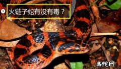 红赤练蛇、火链子蛇有没有毒？