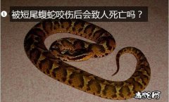 被短尾蝮蛇咬伤后会致人死亡吗？