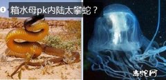 箱水母pk内陆太攀蛇？