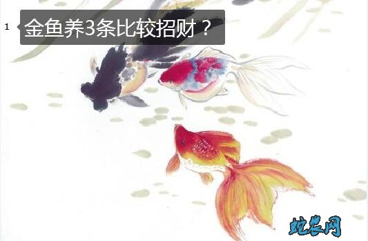 金鱼养3条比较招财？来看看养鱼风水怎...