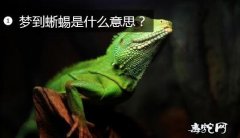 梦到蜥蜴、梦到蜥蜴是什么意思？预示着...