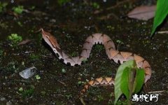湖北大爷被毒蛇咬伤！信偏方治疗险丢命...