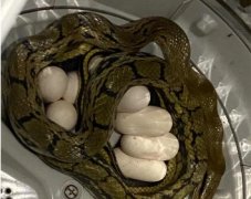 湖南女子洗衣机发现一条两米长蛇和一窝...