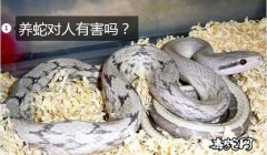 养蛇对人有害吗？
