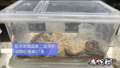 苏州男子阳台养蛇1年3条小蛇变成32...