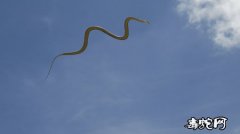 “飞蛇”金花蛇：科学家通过3D动力学...
