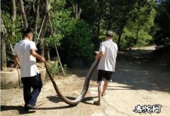 梅江区这里近期频频“蛇出没”！长沙镇...