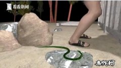 珠海男子山上被竹叶青咬中！毒蛇咬伤要...