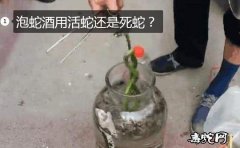 泡蛇酒用活蛇还是死蛇？