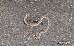 珠海野狸岛公园毒蛇常出没！官方回复能...