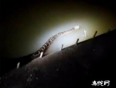 合肥这里蟒蛇出没！晚上去公园要小心毒...