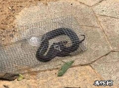 南宁一小区抓住眼镜蛇！专业人员提醒还...