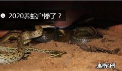 2020养蛇户惨了？