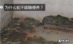 为什么蛇不能随便养？