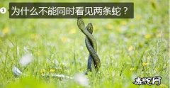 为什么不能同时看见两条蛇？