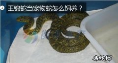 宠物王锦蛇、王锦蛇当宠物蛇怎么饲养？