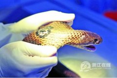 给眼镜蛇做去毒腺手术谈、40分钟手术...