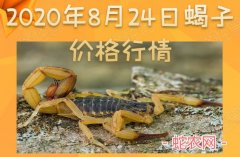 2020年8月24日蝎子价格行情、今...