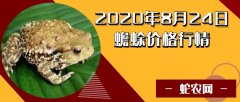 2020年8月24日蟾蜍价格行情、今...