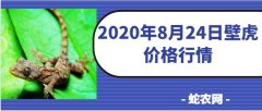 2020年8月24日壁虎价格行情、今...