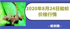 2020年8月24日蛤蚧价格行情、今...