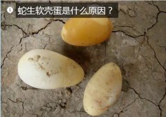 蛇生软壳蛋是什么原因？吃什么好？