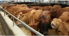 肉牛饲养、肉牛饲养管理技术要点！