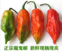 2020年10月28日魔鬼椒价格行情...