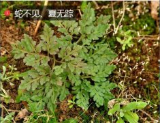 毒蛇咬伤中草药蛇不见介绍、（夏无踪）...