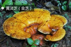 2020年11月7日黄灵芝价格行情、...