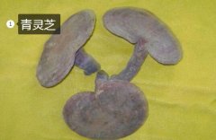 2020年11月7日青灵芝价格行情、...