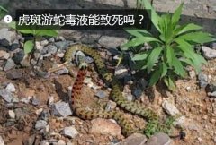 虎斑游蛇 毒液、虎斑游蛇毒液能致死吗...