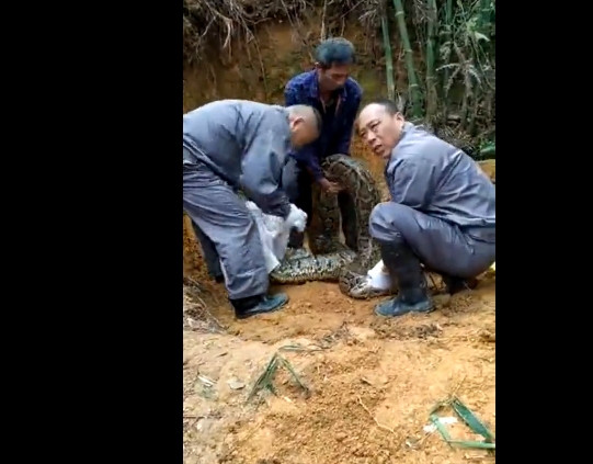 村民从山洞中拉出一条大蟒蛇！你见过这...