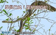 黑曼巴眼镜蛇、黑曼巴蛇是眼镜蛇吗？