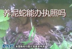 养泥蛇能办执照吗？