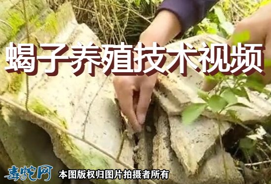 蝎子养殖技术视频